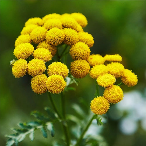 Blue Tansy Essential Oil