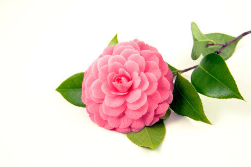 Camelia Fragrance Oil