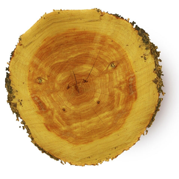 Cedarwood atlas essential oil