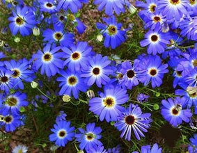 Chamomile German Blue Essential Oil (30 ml)