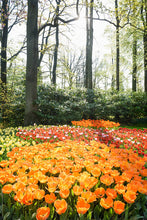 Flowers forest fragrance oil