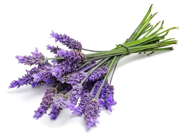 Lavender essential oil - زيت اللافندر الاساسي