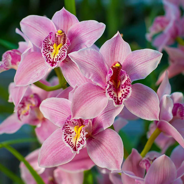 زيت الأوركيد (30 مل)