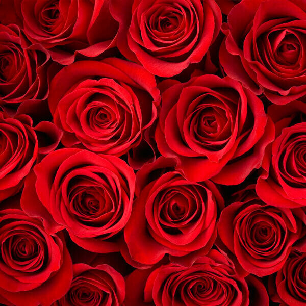 Red roses fragrance oil