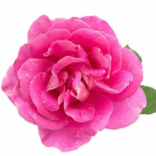 Rose Essential Oil