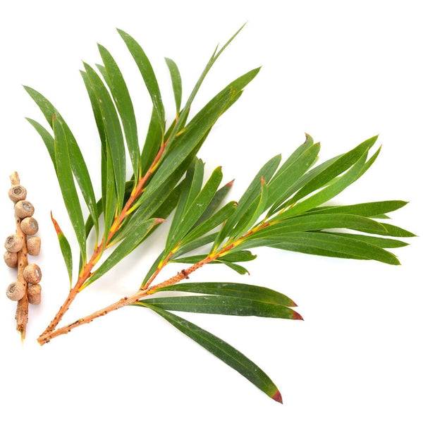 Tea tree essential oil