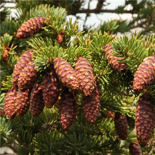 Engelmann Spruce Essential Oil